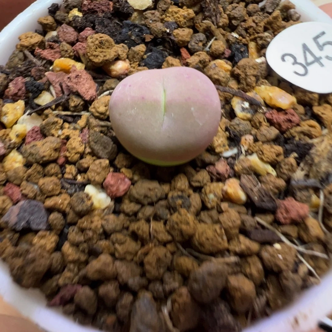 红嘴杂一颗带盆土345000