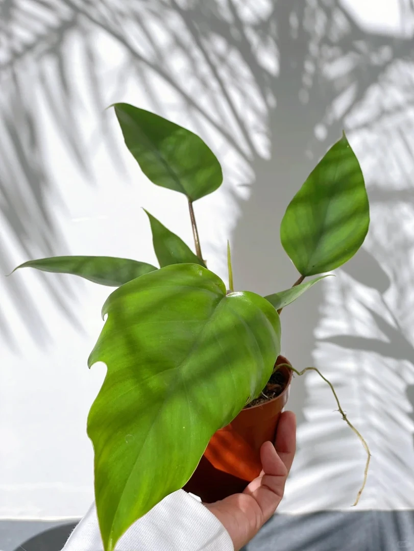 羽裂蔓绿绒小盆非常好养的室内观叶植物四季常绿净化空气