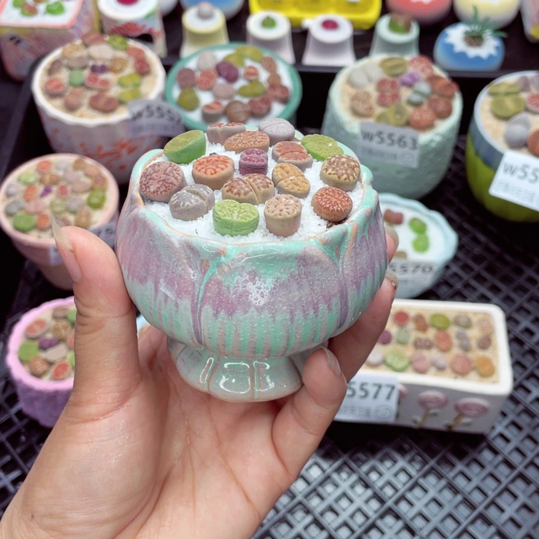 w5578 带盆土发货一物一拍