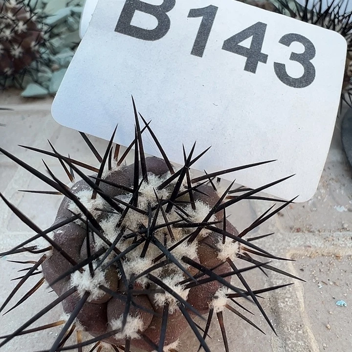 143。 黑王丸。一代侧。