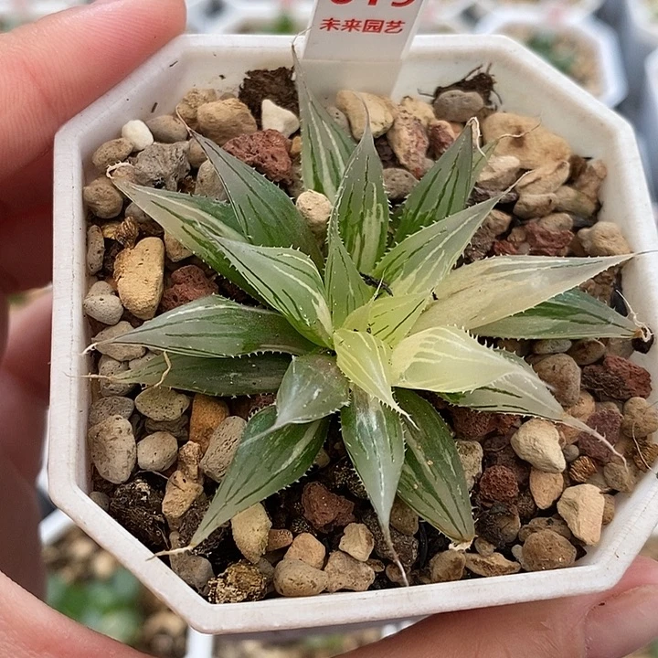 619大卫针管玉露锦一物一拍