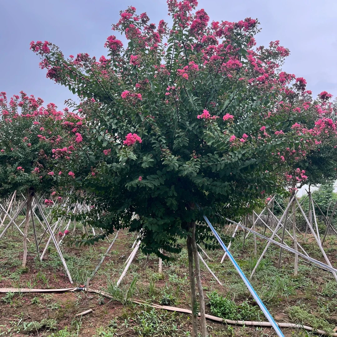 沂蒙山小叶紫薇包邮白日红痒痒树耐寒耐热基地直播大放漏室外花卉
