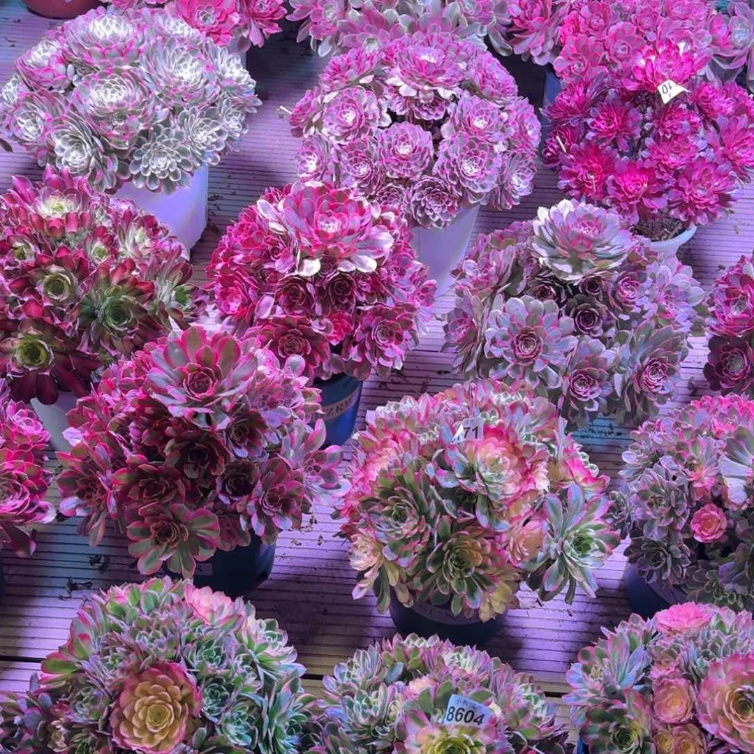 海**色多肉植物法师10级福利