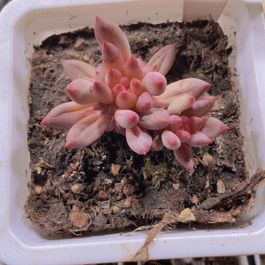 车厘子w066一物一拍