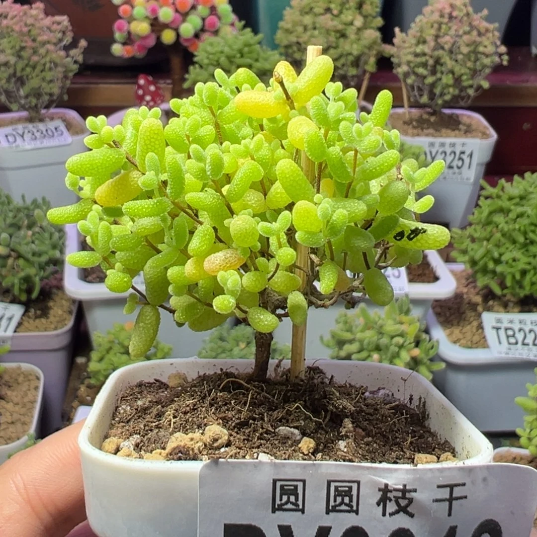 3321蜜橘糖球一物一哦