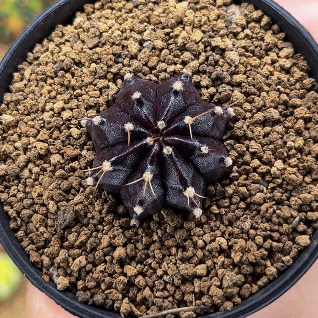 nina 四大黑金刚之一 米哈仙人球