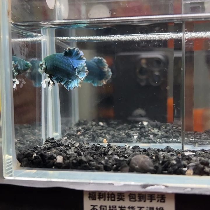 斗鱼竞拍跑单拉黑27日26