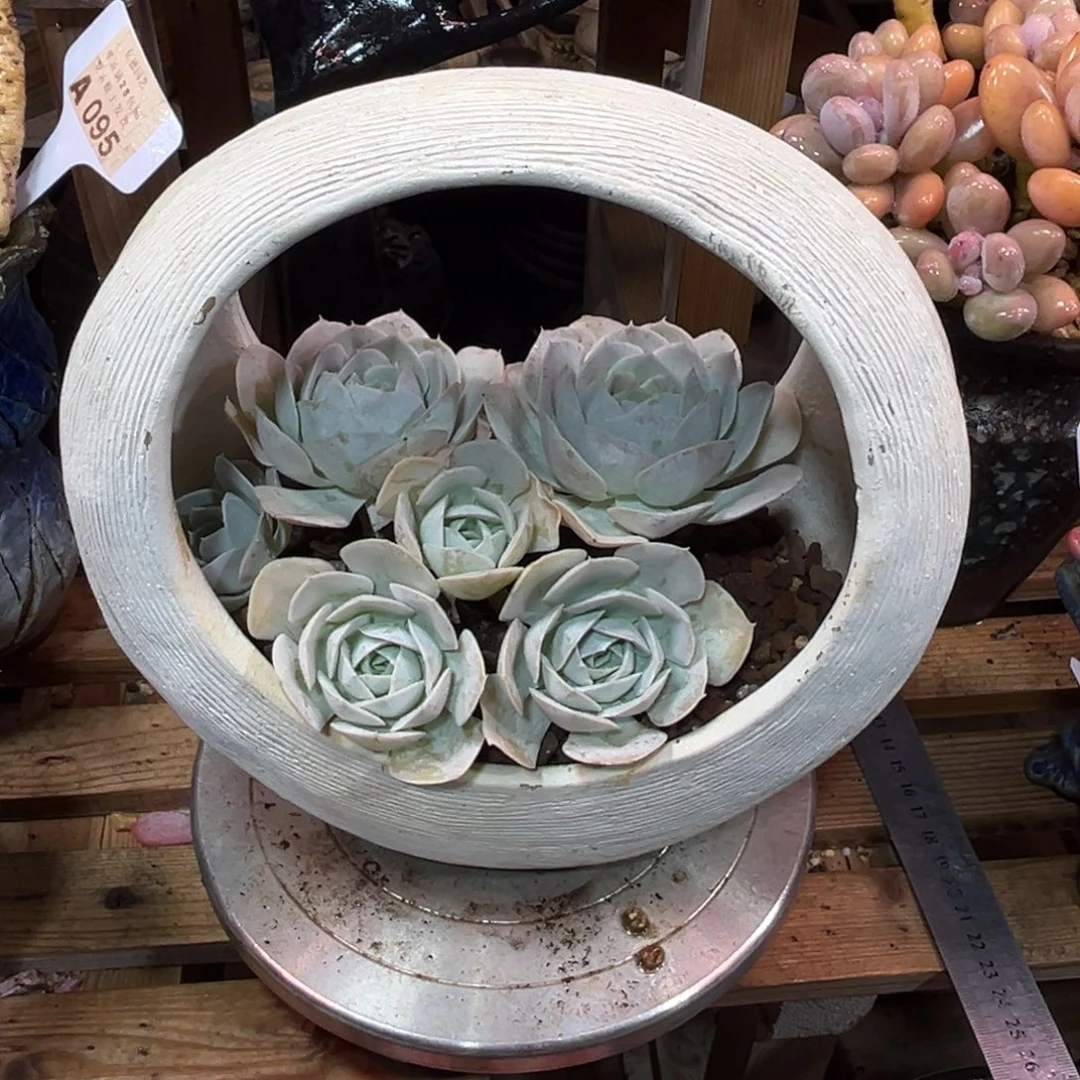 圣卡多肉植物duinvnvnv