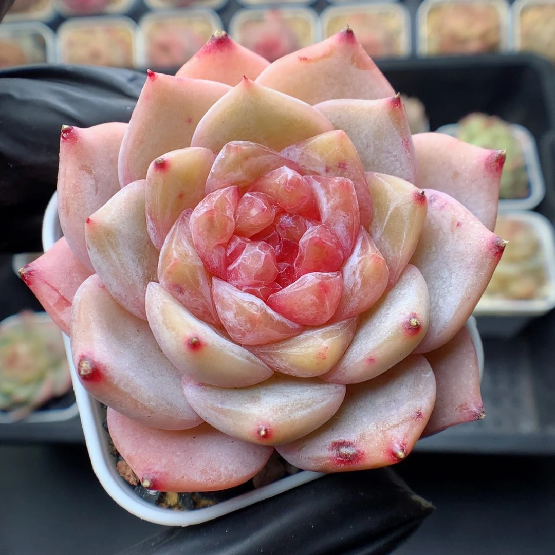 多肉植物。 糖心56