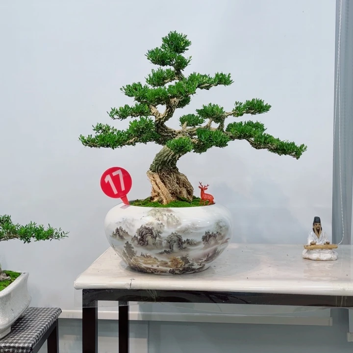 无花朵精品黄杨老桩