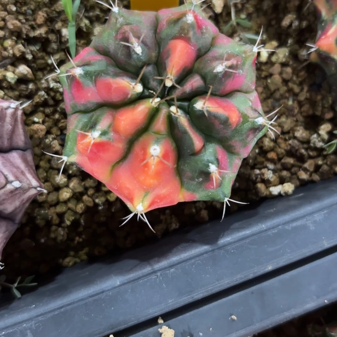 5-1210泰国发货多肉