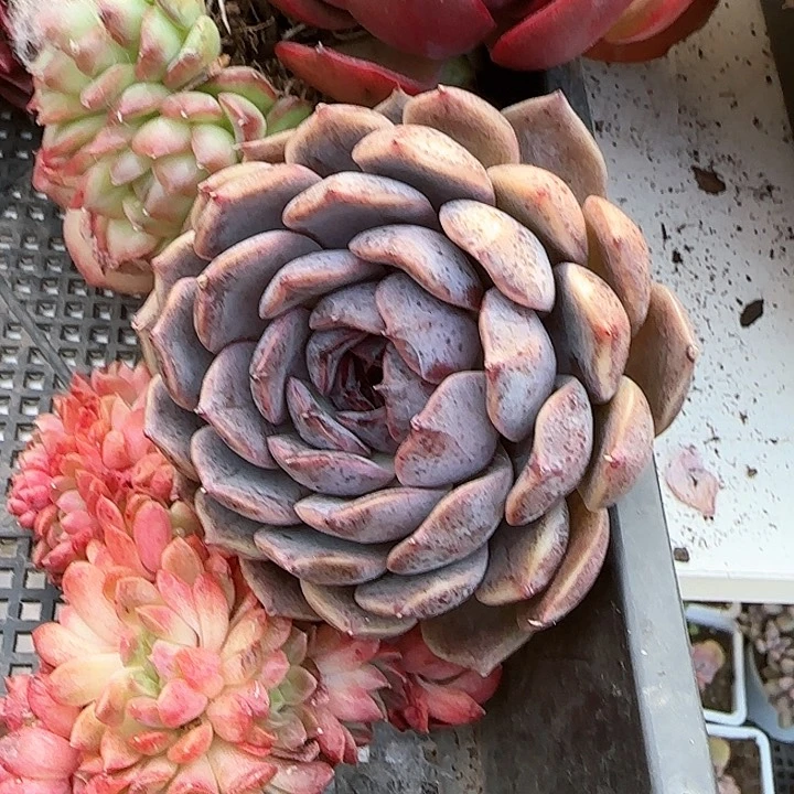 弥****云青蛙王子儿童牙膏111