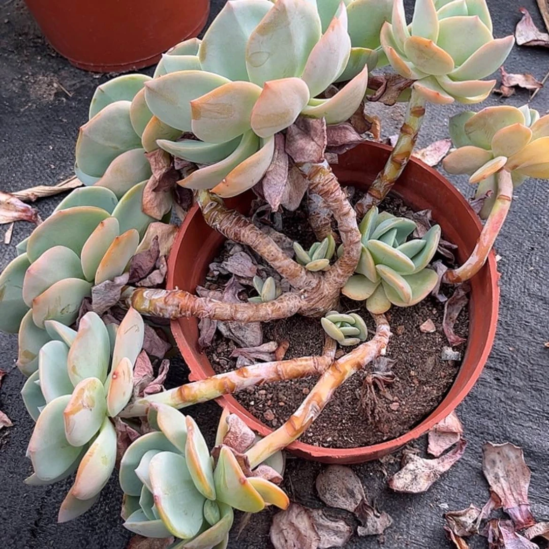 【闪购商品】无花朵白**～