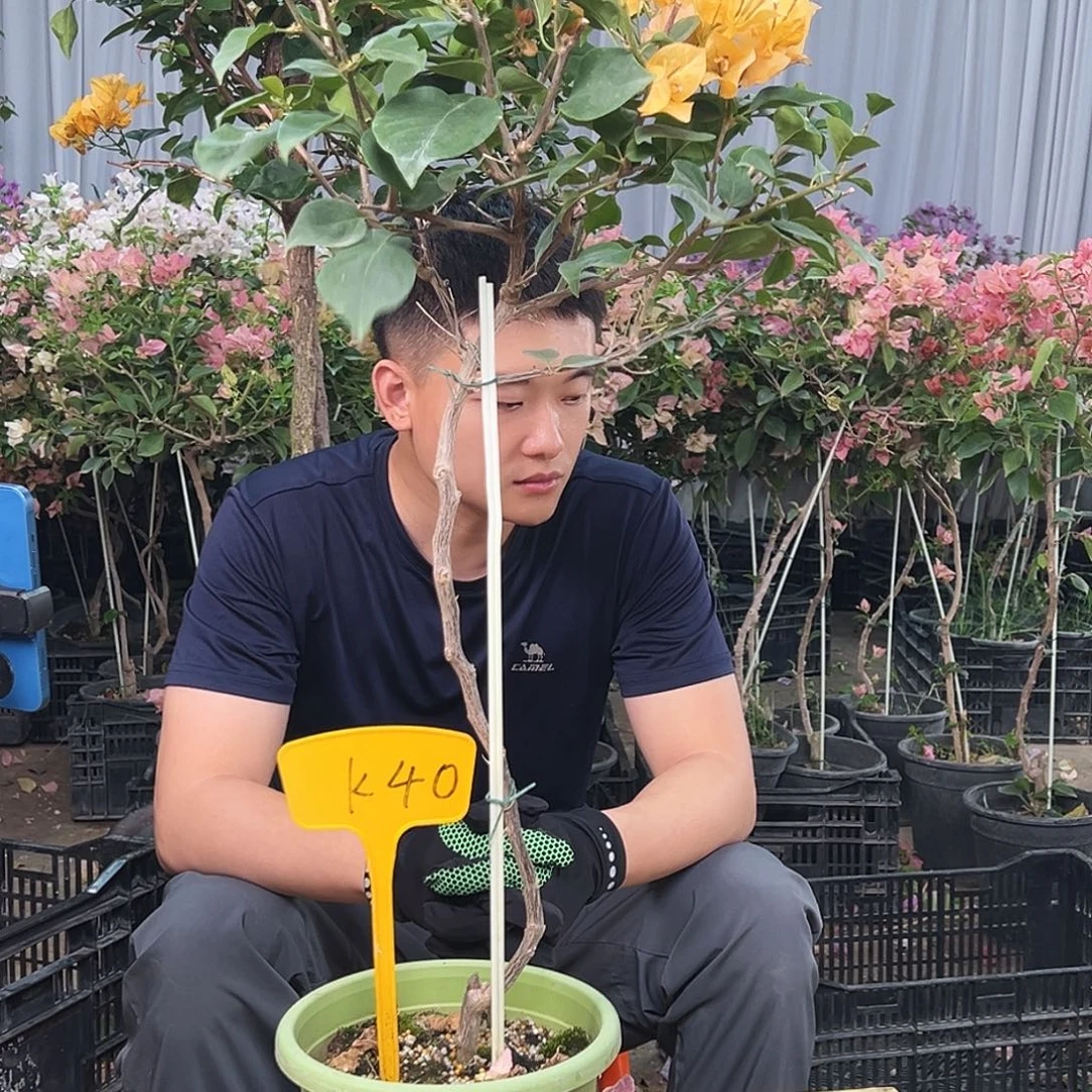 原****大部分花苞少量开放K40金色光辉