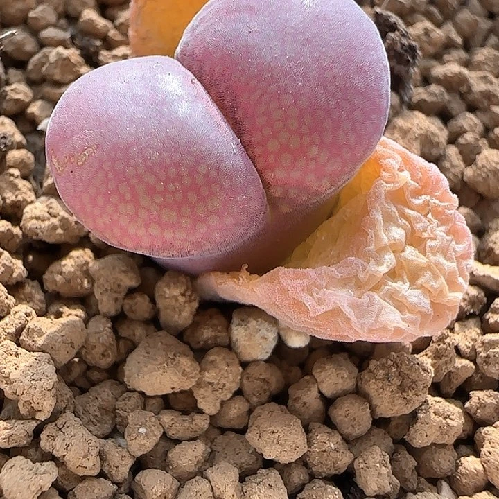 A168 最美的流沙风铃