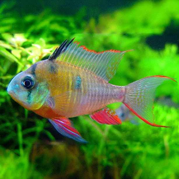 玻利维亚凤凰鱼荷兰凤凰鱼热带鱼草缸可混养群游鱼