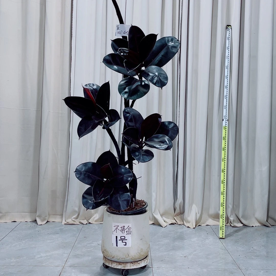 458平平安安健健康康