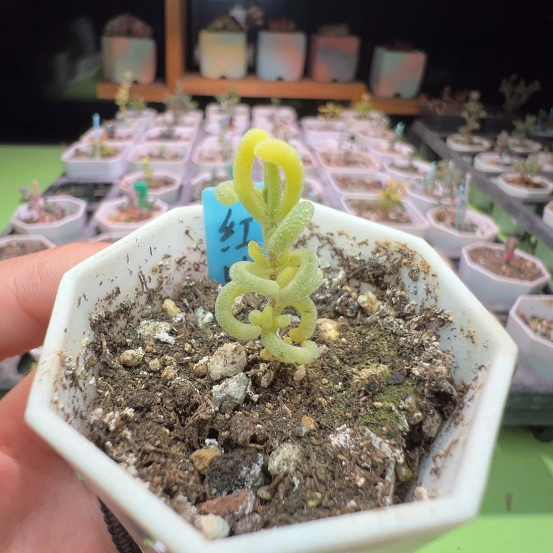 1525红叶锦，拍下不退不换