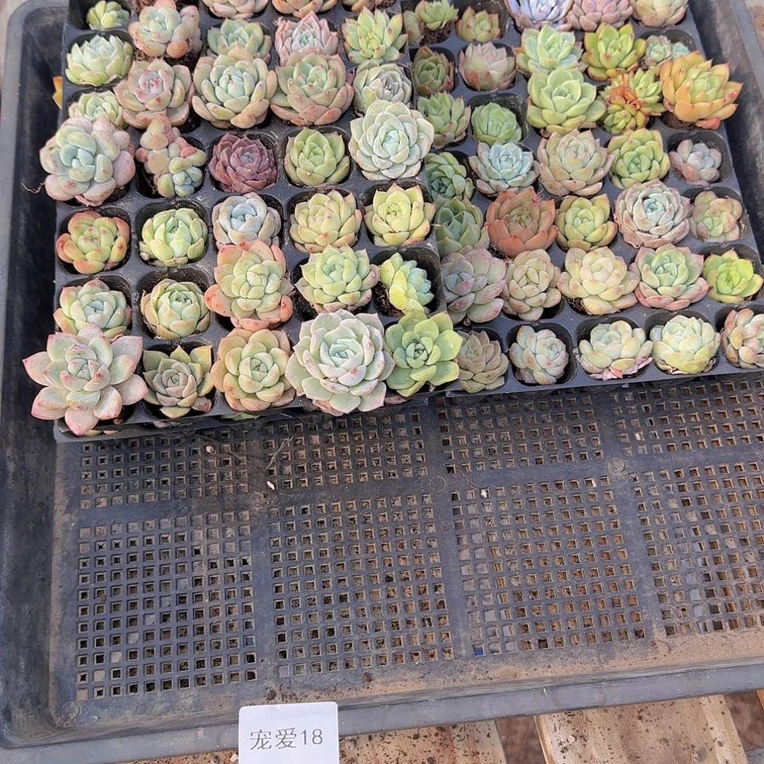 直播福利一物一拍18