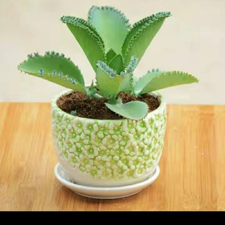 不死鸟多肉植物宽叶不死鸟落地生根老桩绿植盆栽花卉蕾丝公主桌摆