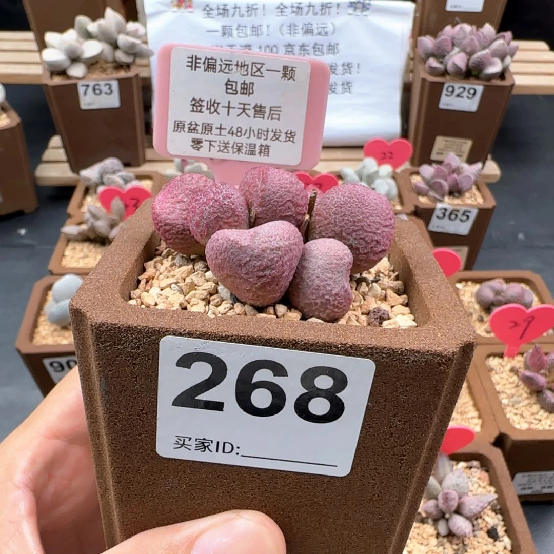 靖*268红烧肉多肉植物
