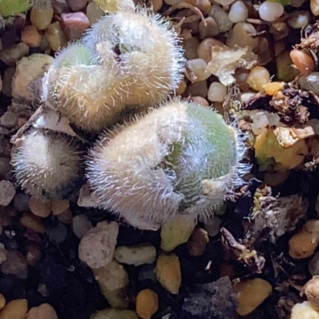 蛋****?0632/cr1439毛球0632/cr