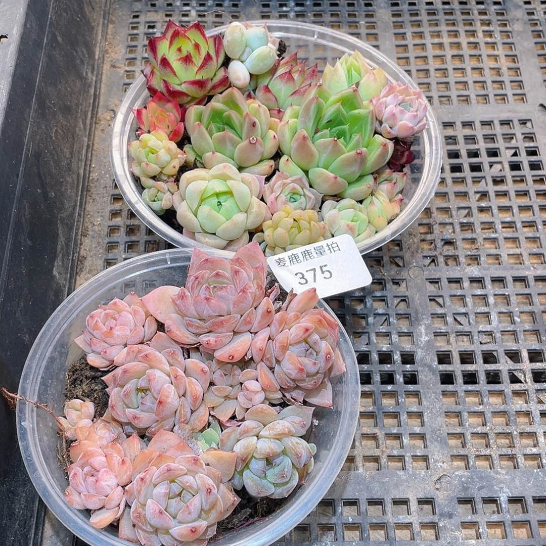 375。      两盒。