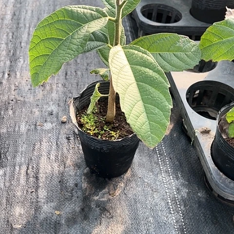 真****213455555555566