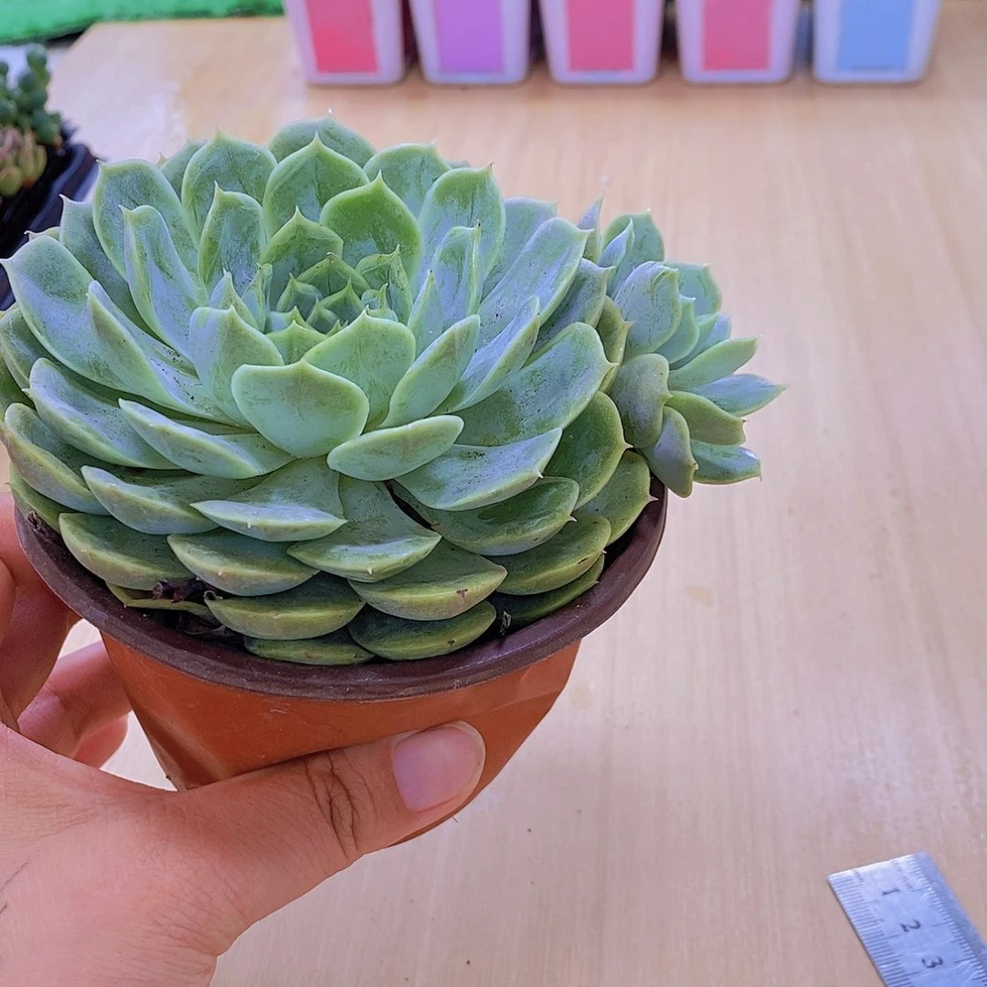 无花朵多肉植物昂斯诺120