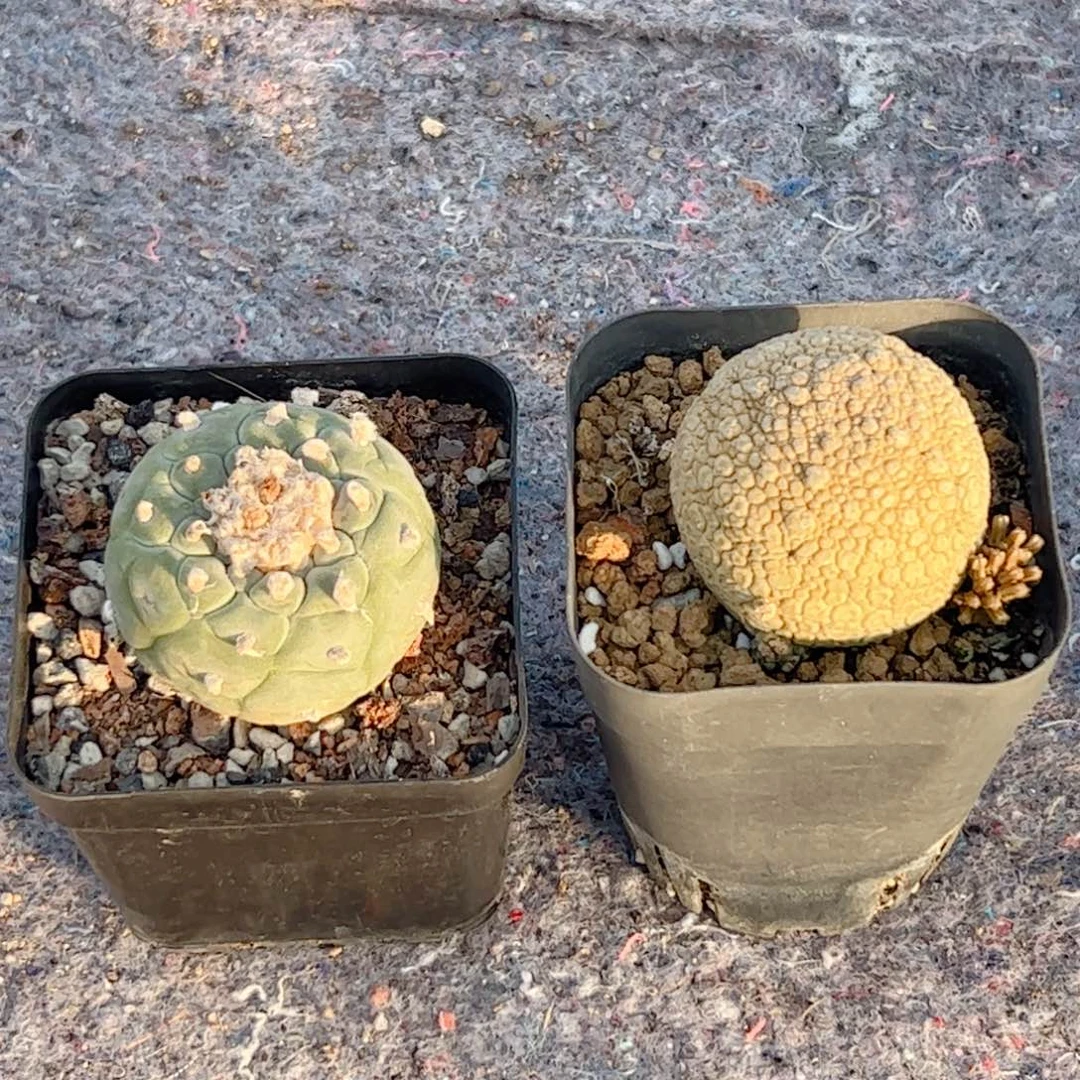 此**毒海鲜/实生凝蹄玉多肉