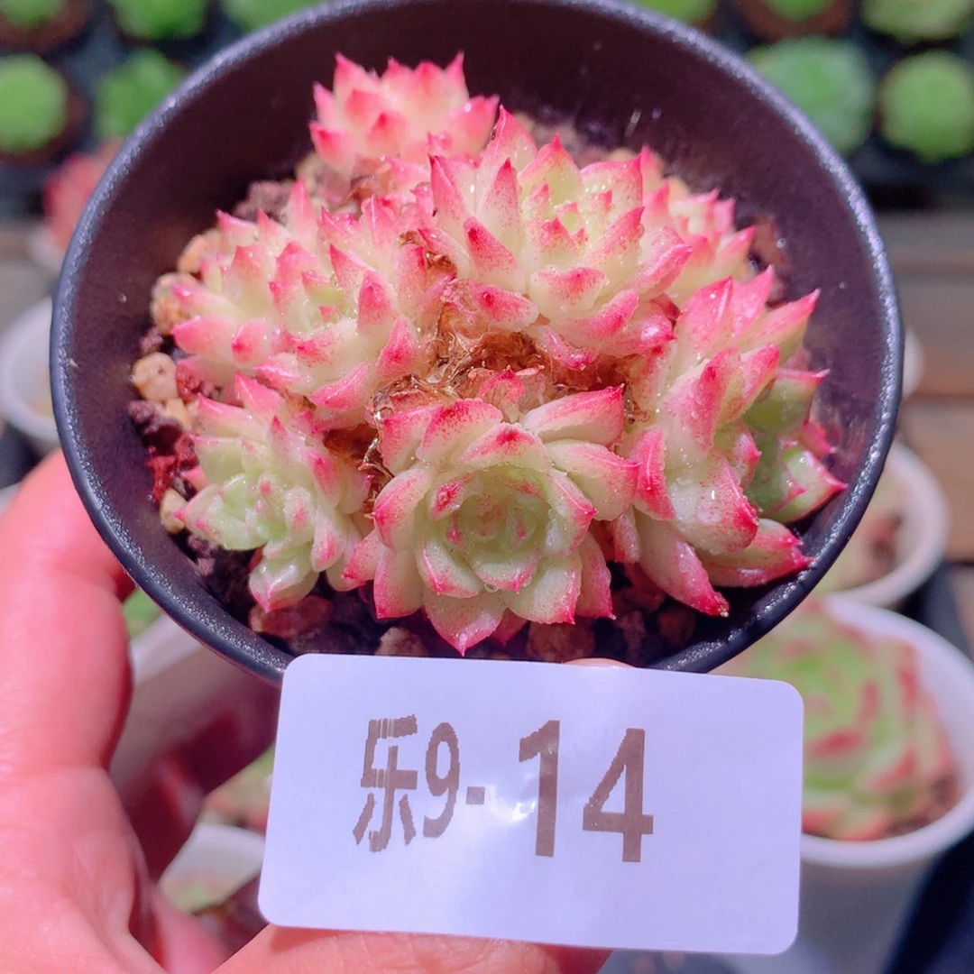 乐然9-14 麦秆群