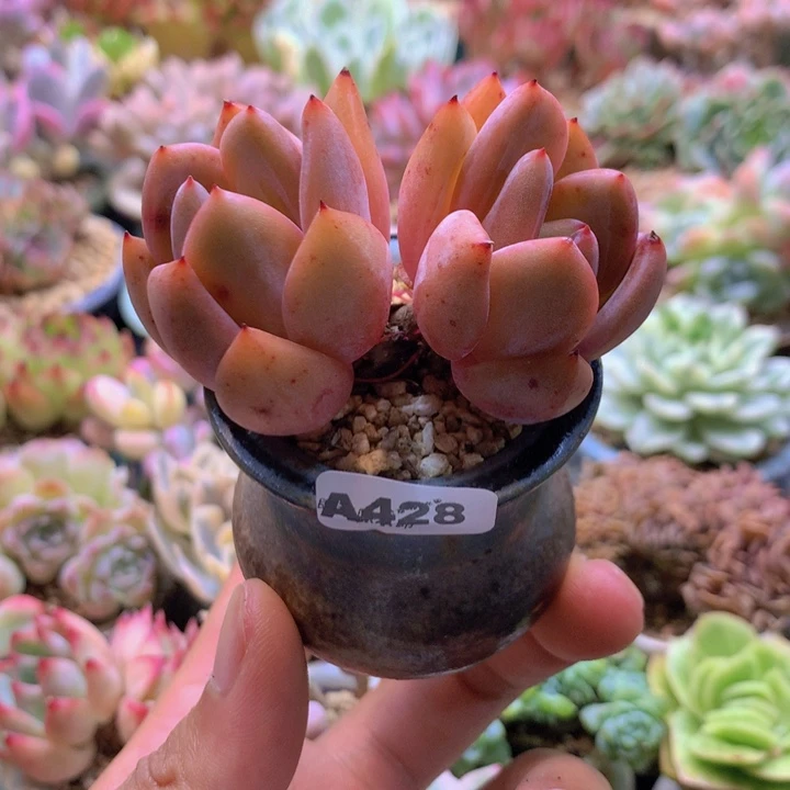一物一拍含盆土满38包邮A428
