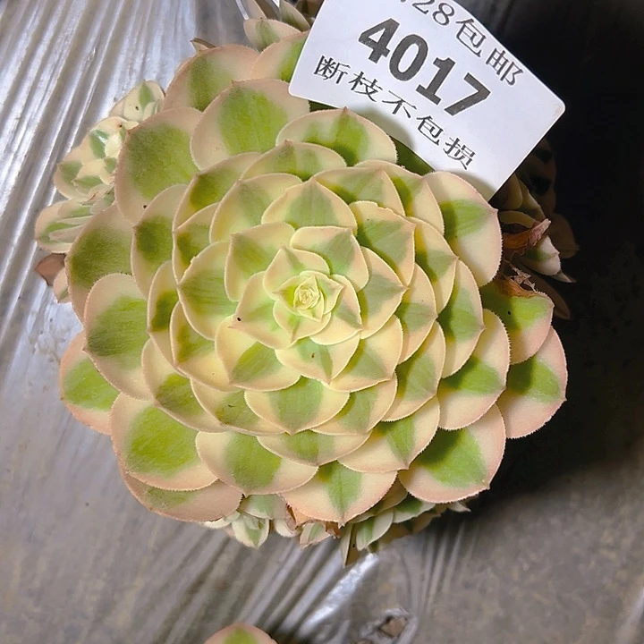 4017倾城多肉植物