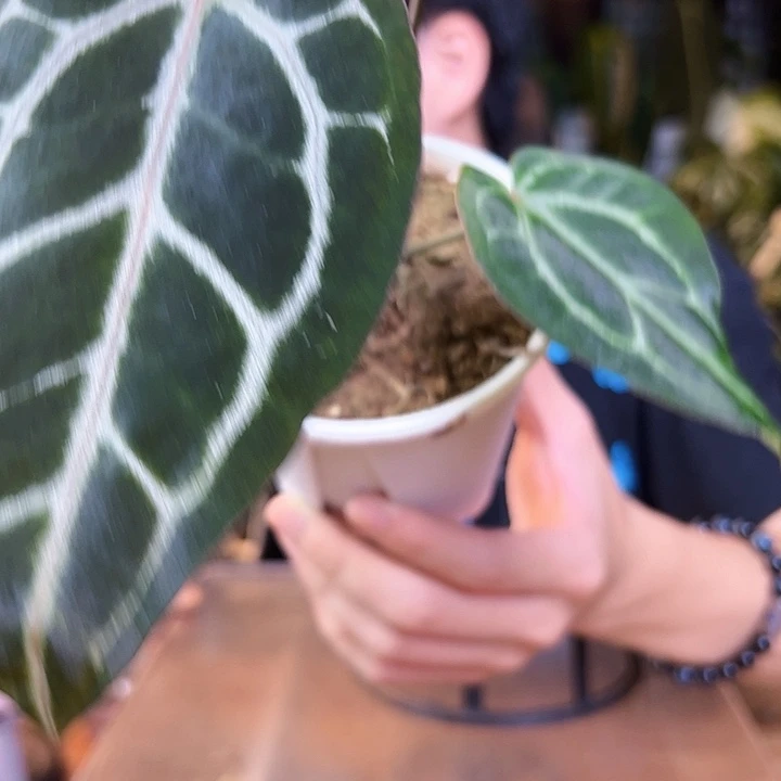 徕***卡完全开放一物一拍S64