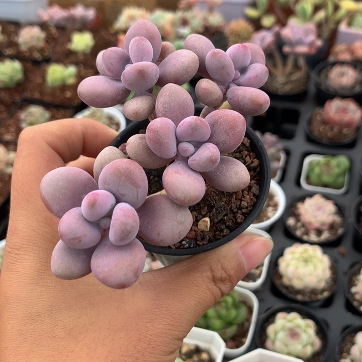 精控桃蛋一物一拍