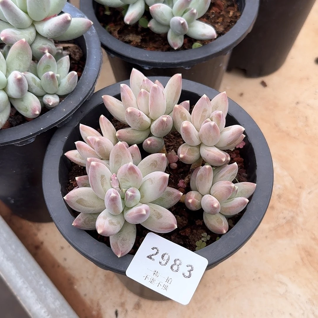 ?**?2983号星空美人