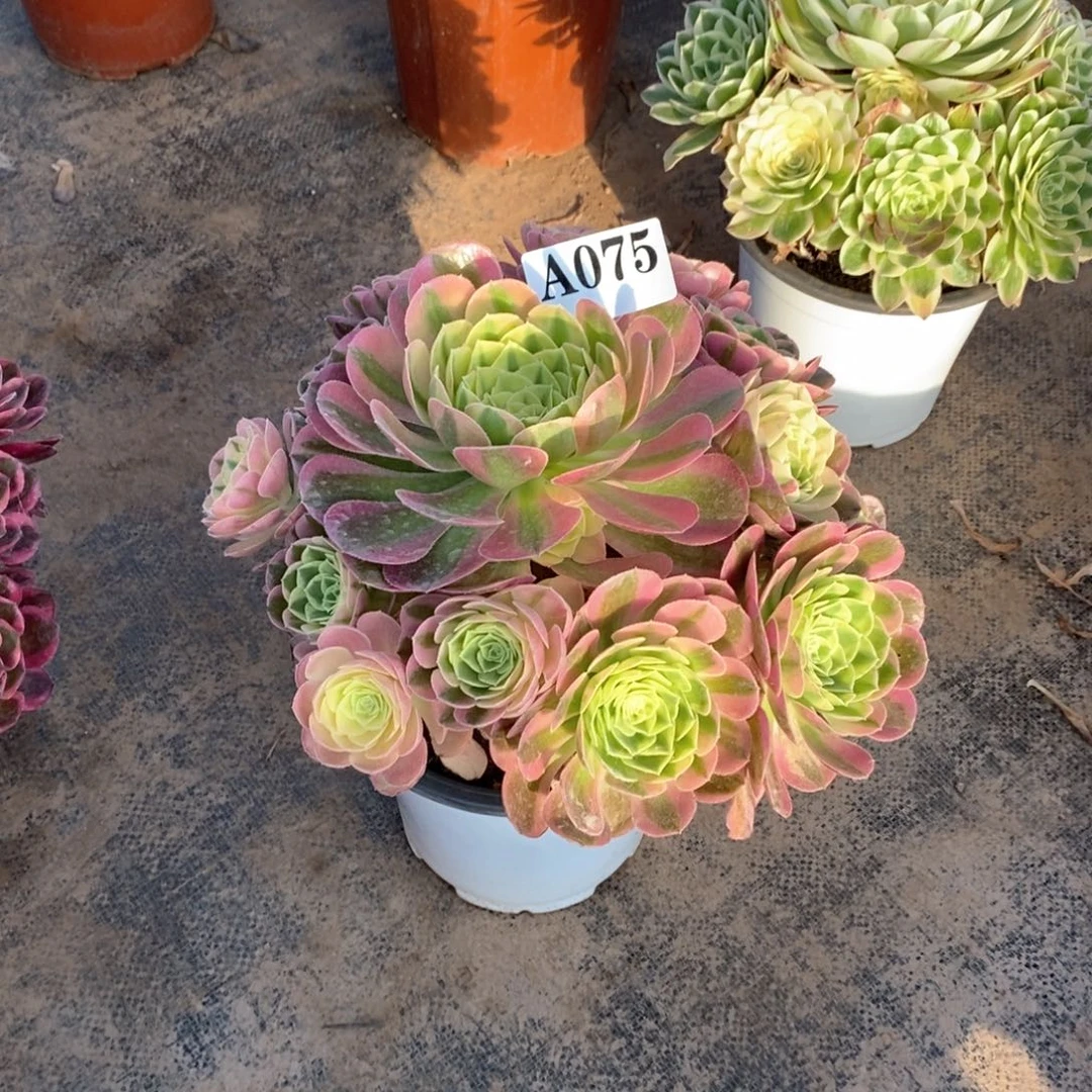 嫩桩玉姿075多肉法师