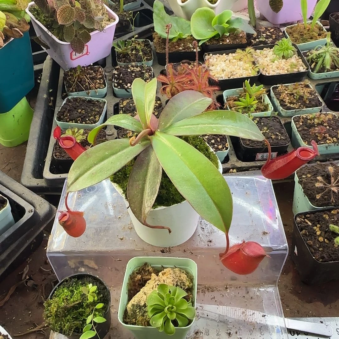 完全开放红玛丽猪笼草