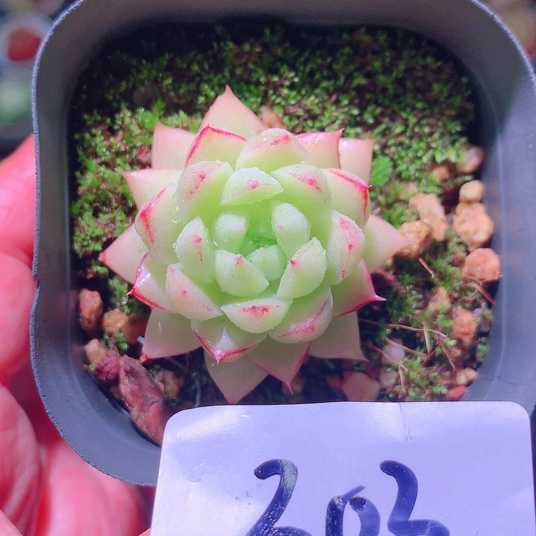 乐然7-303 妖精女王