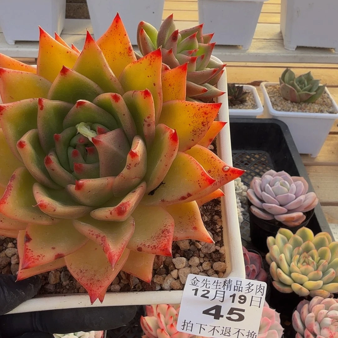 1219-45黄金粉单头