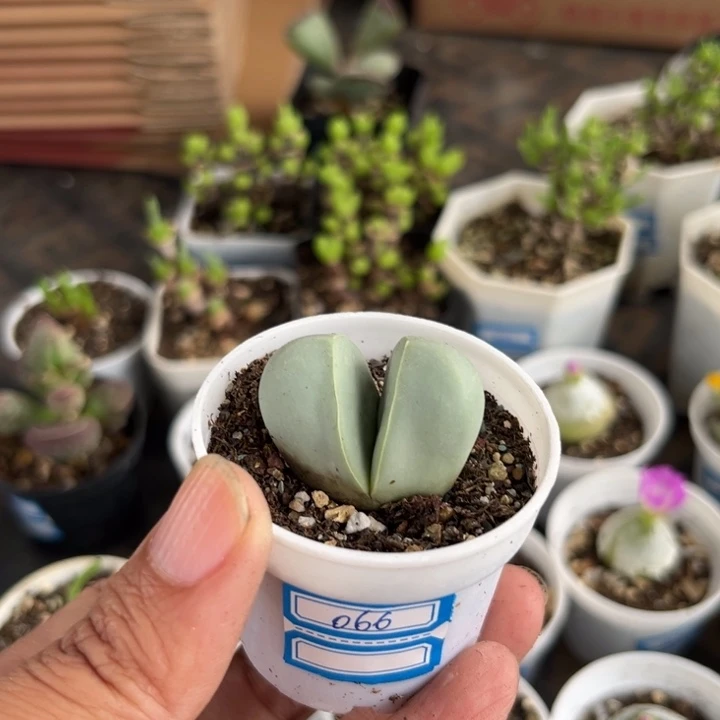 066 金铃玉多肉植物