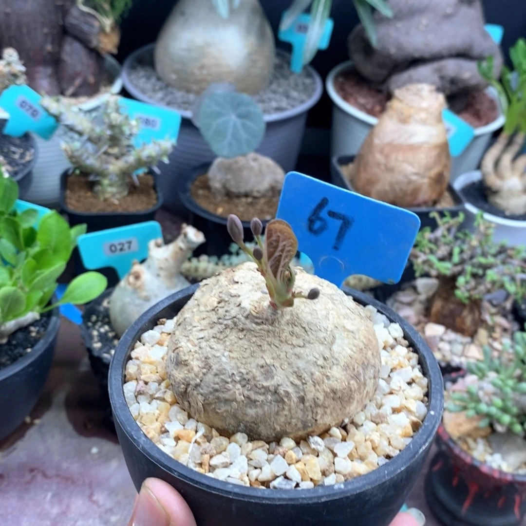 卵叶西番莲多肉植物