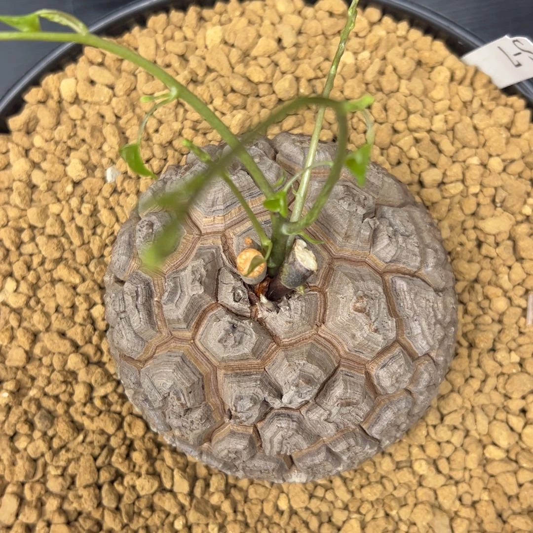 精品盆栽养定的龟甲龙7号