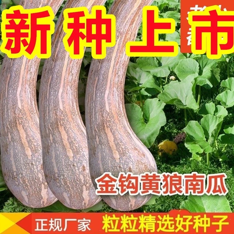 【全店满5包包邮】黄狼金钩南瓜种子香糯甜面长弯南瓜种籽家庭