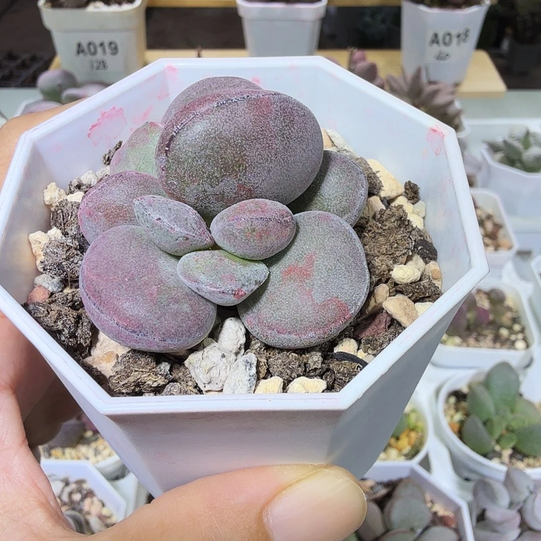 球球紫蛋水泡多肉植物