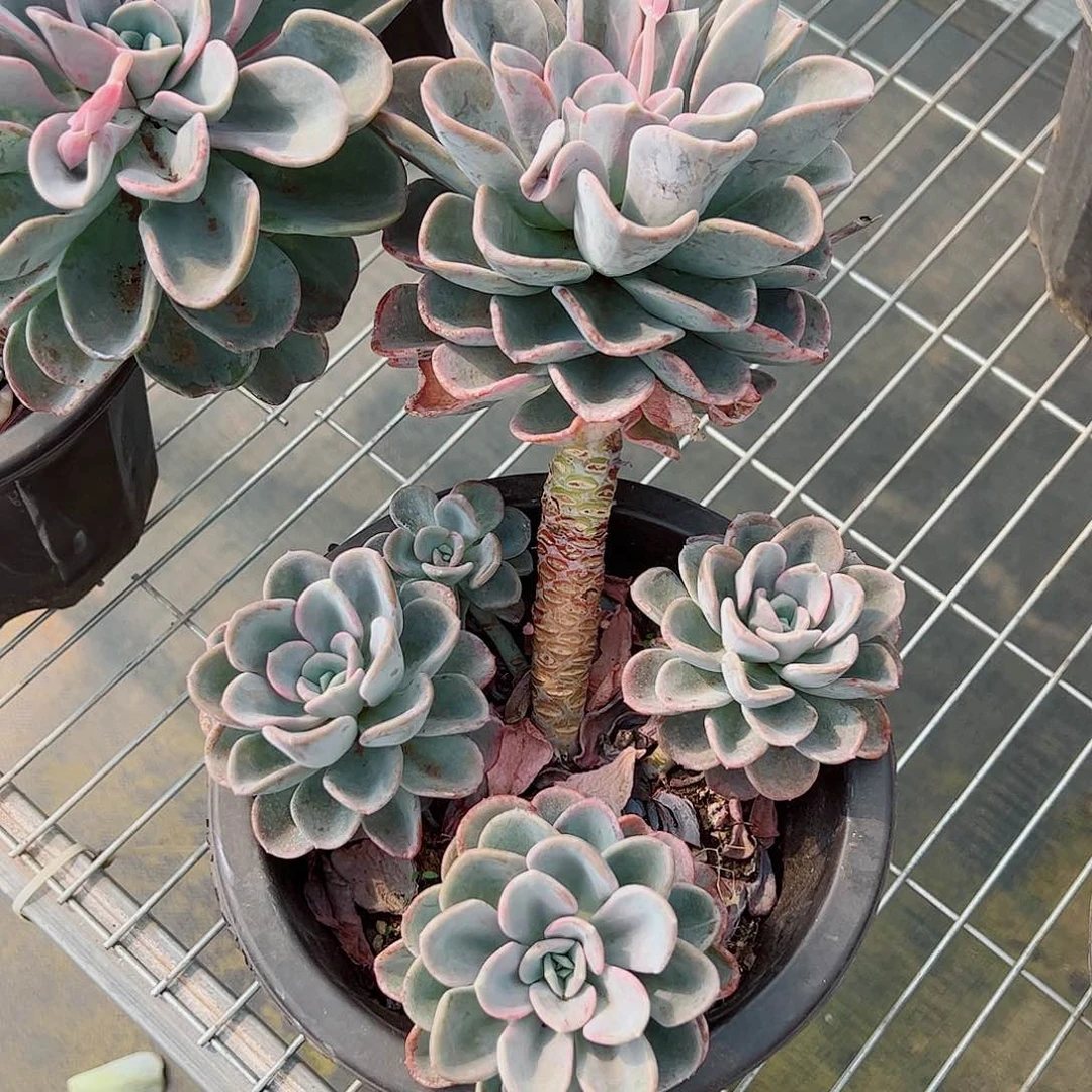 美尻多头大盆多肉植物无砍