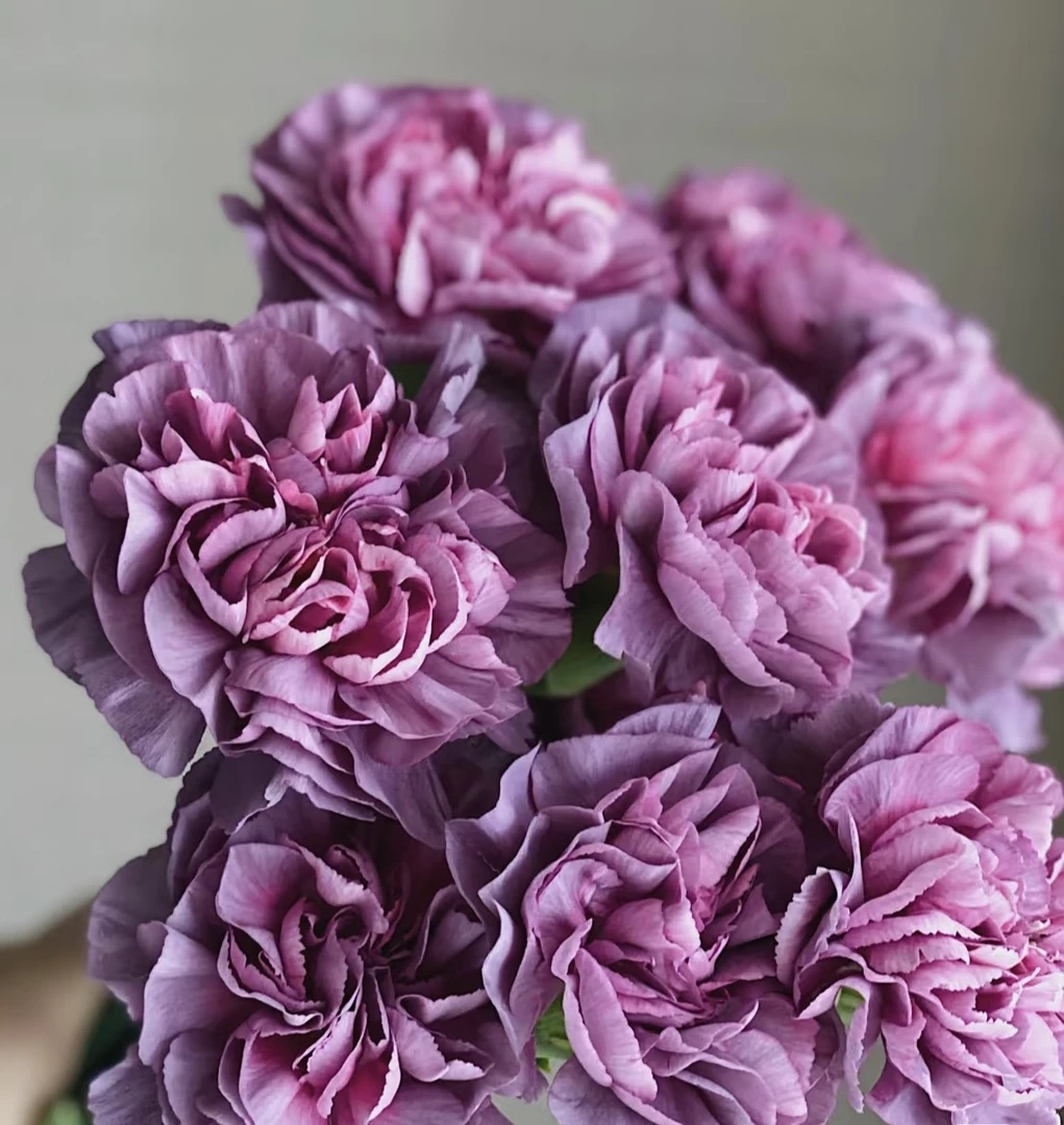 【康乃馨】野马深紫色20支，任意满两单鲜花发顺丰冷链或中通空运