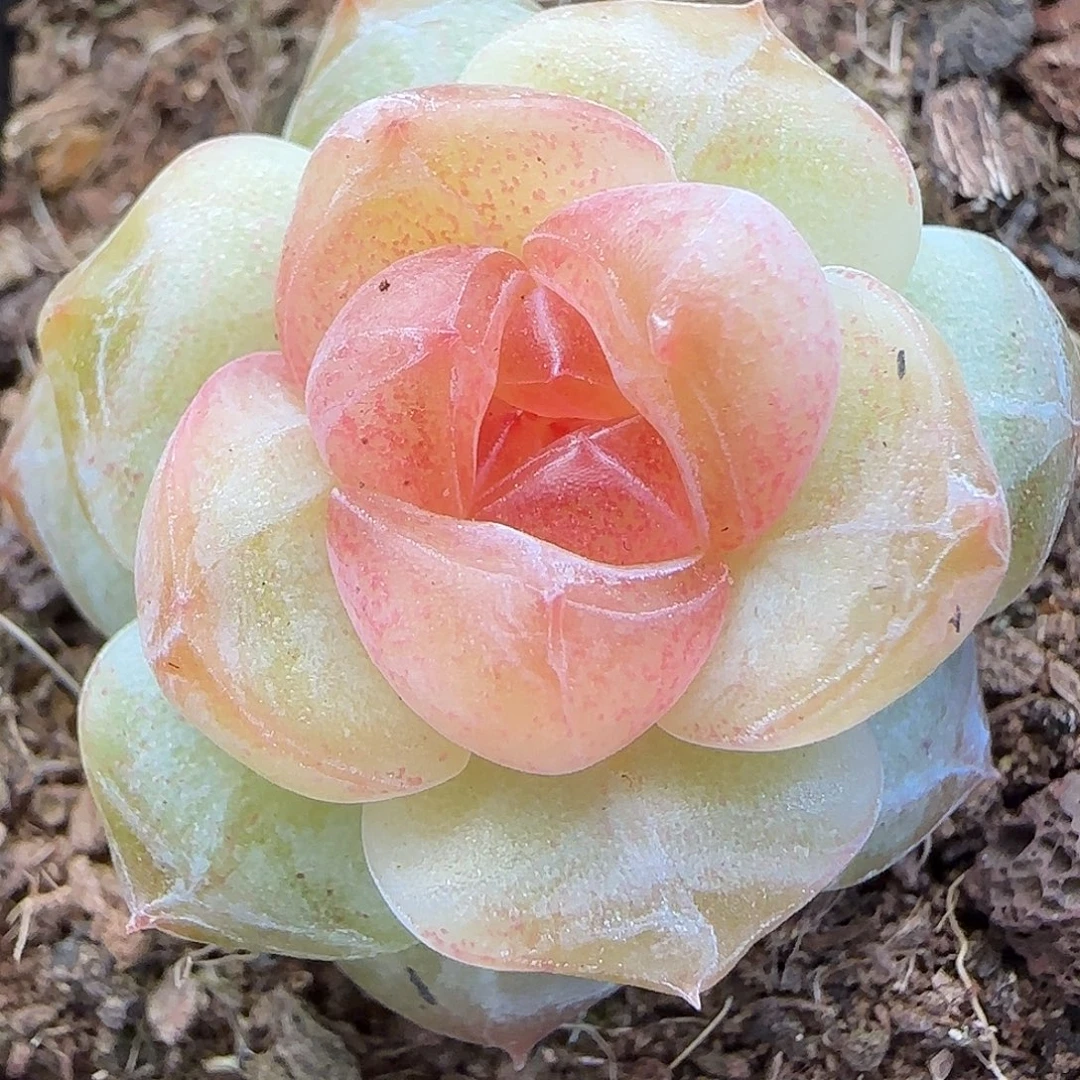 110三公分【满29包邮非偏远】