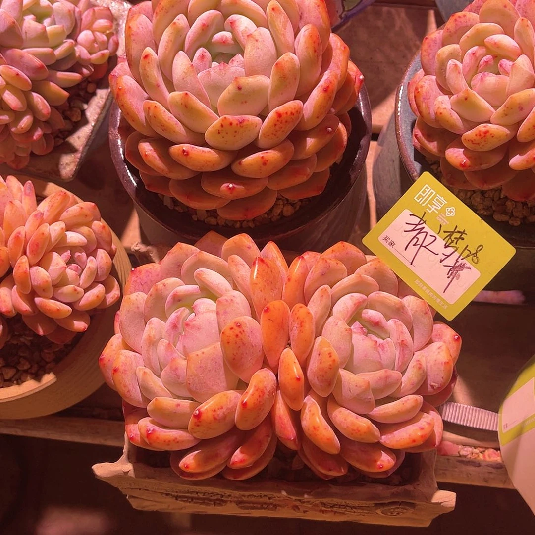 青*梦橙梦露双头带盆