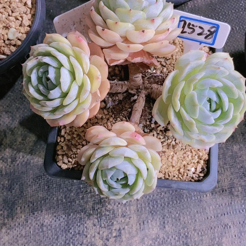 【闪购商品】如****见2528